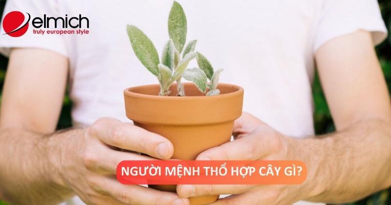 Cây vạn niên thanh hợp mệnh Mộc Thủy Hỏa và cách chọn